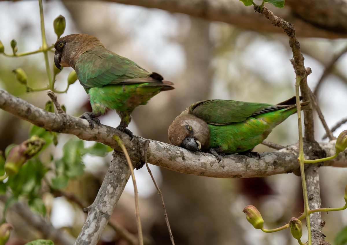 Brown-headed Parrot - ML642788910