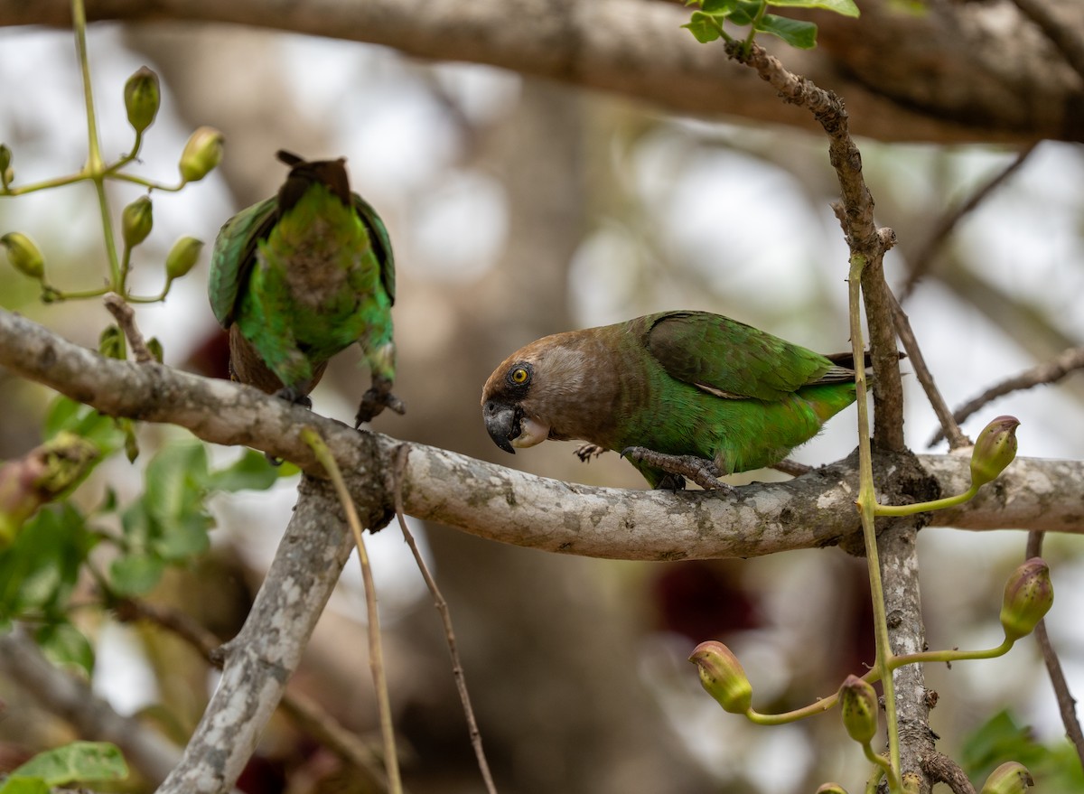 Brown-headed Parrot - ML642788912