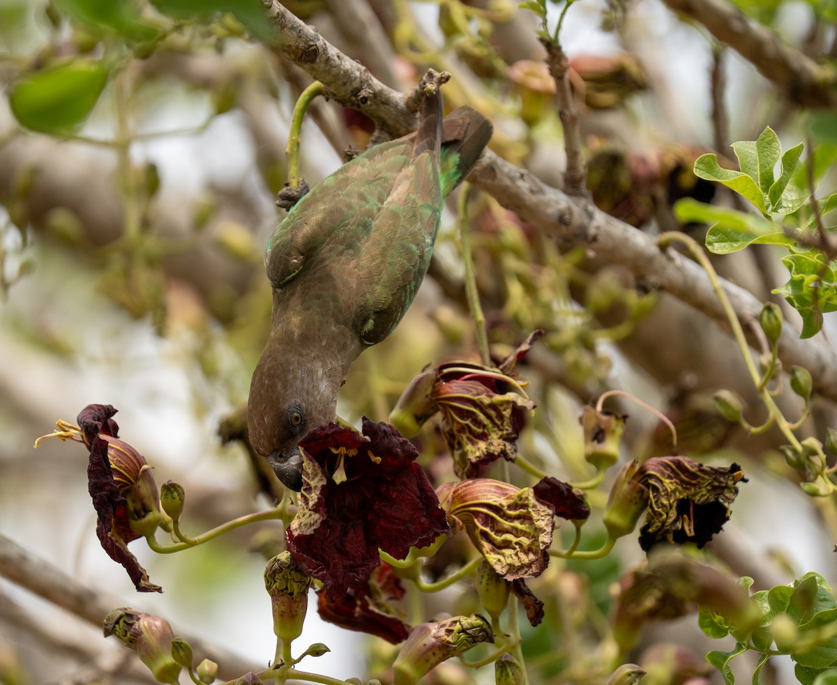 Brown-headed Parrot - ML642788914