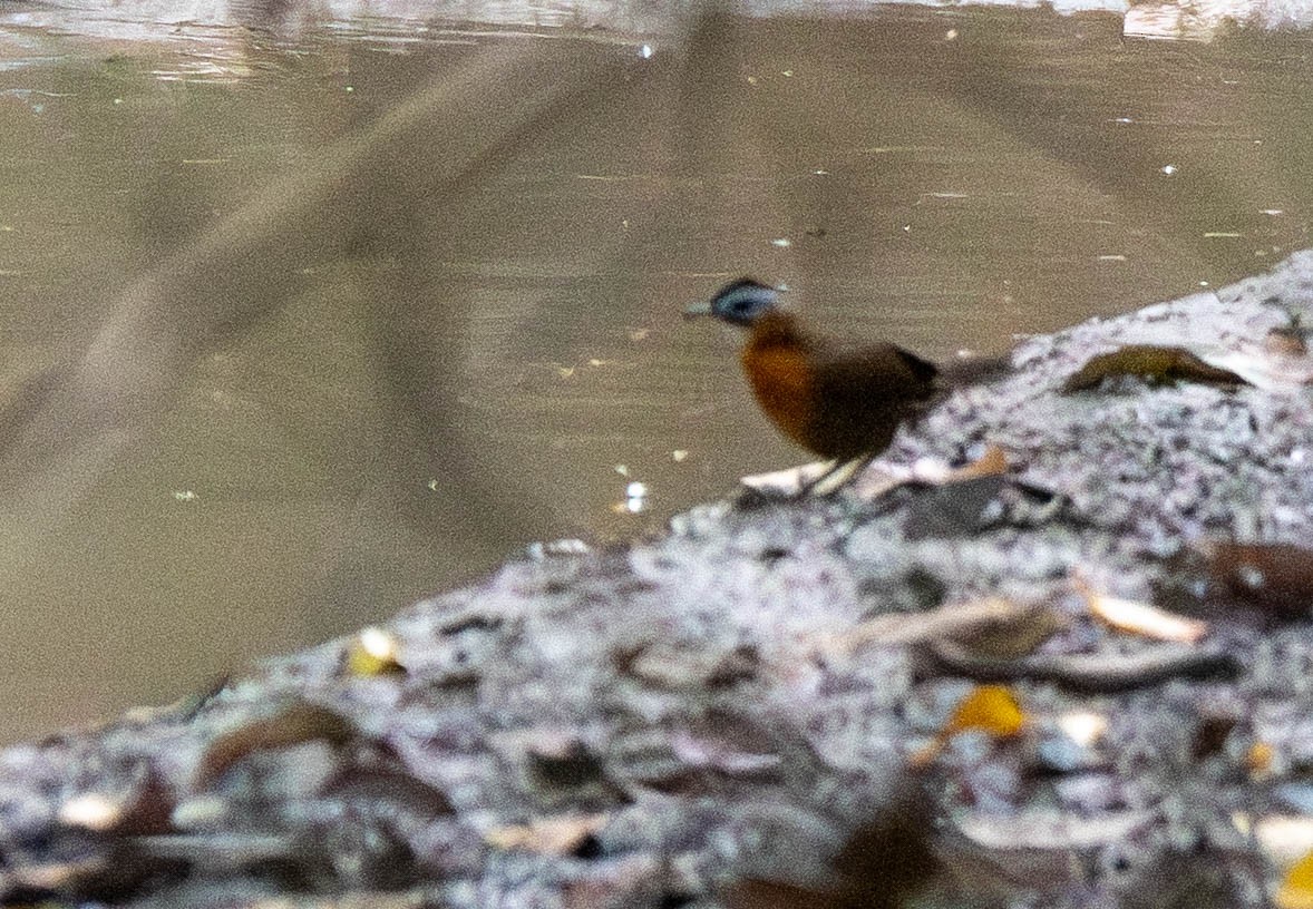 Malayan Black-capped Babbler - ML642788922