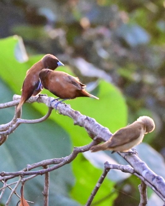 Chestnut Munia - ML642788925