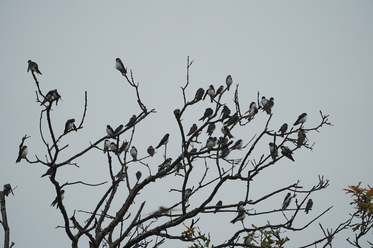 Tree Swallow - ML642788935
