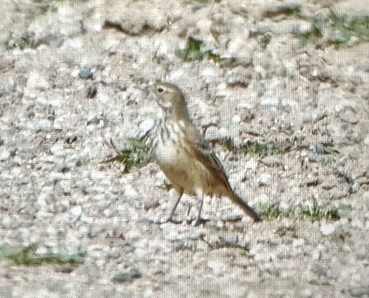American Pipit - ML642788948