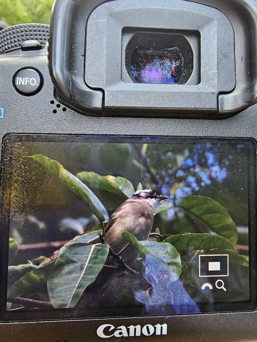 白頭翁 - ML642788955