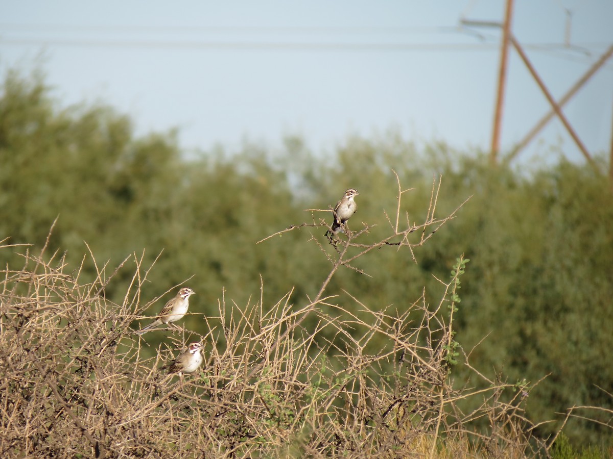 Lark Sparrow - ML642788959