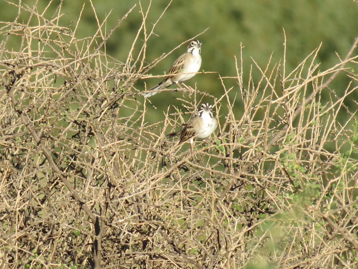 Lark Sparrow - ML642788960
