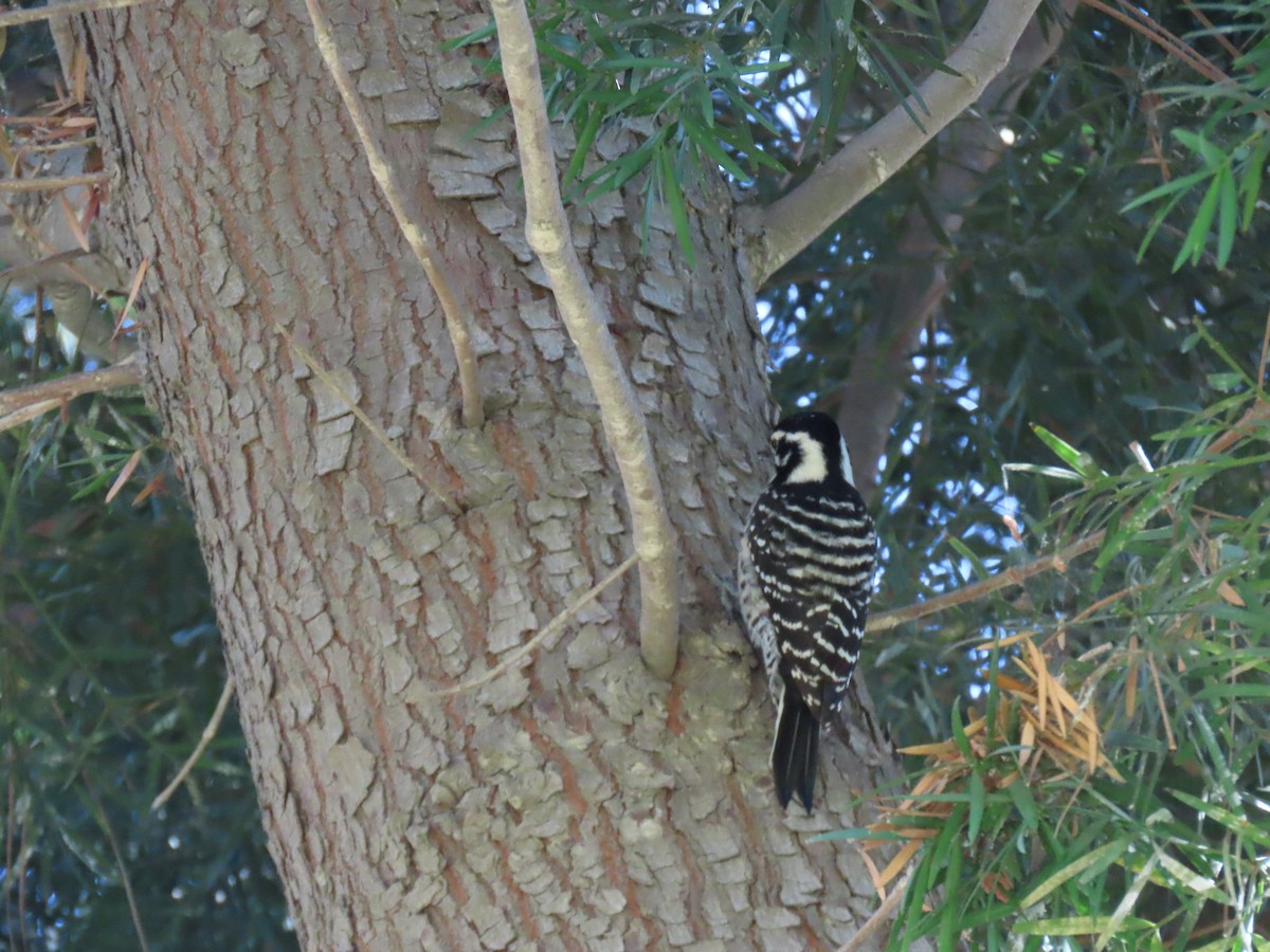 Nuttall's Woodpecker - ML642788964