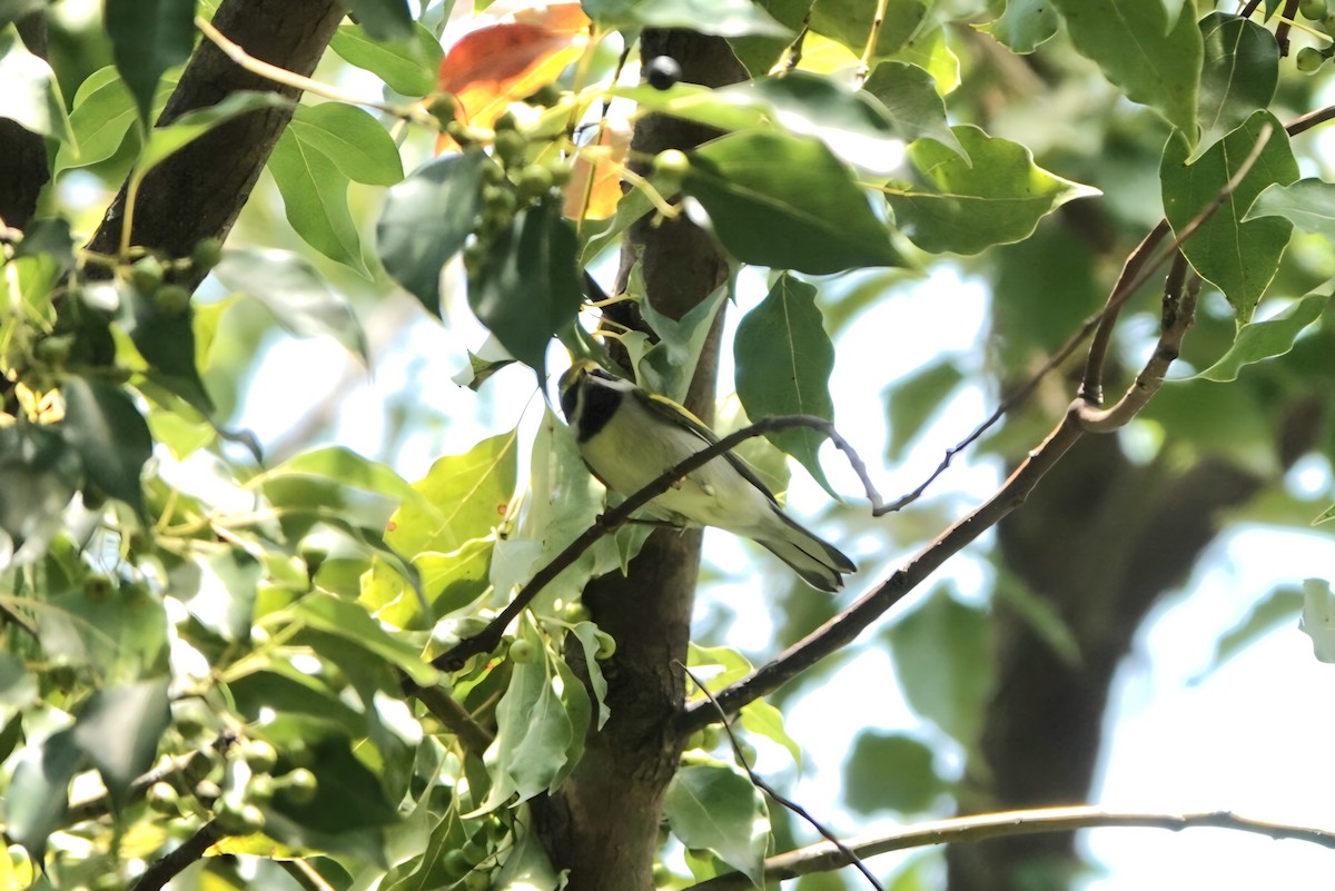 Golden-winged Warbler - ML642788966