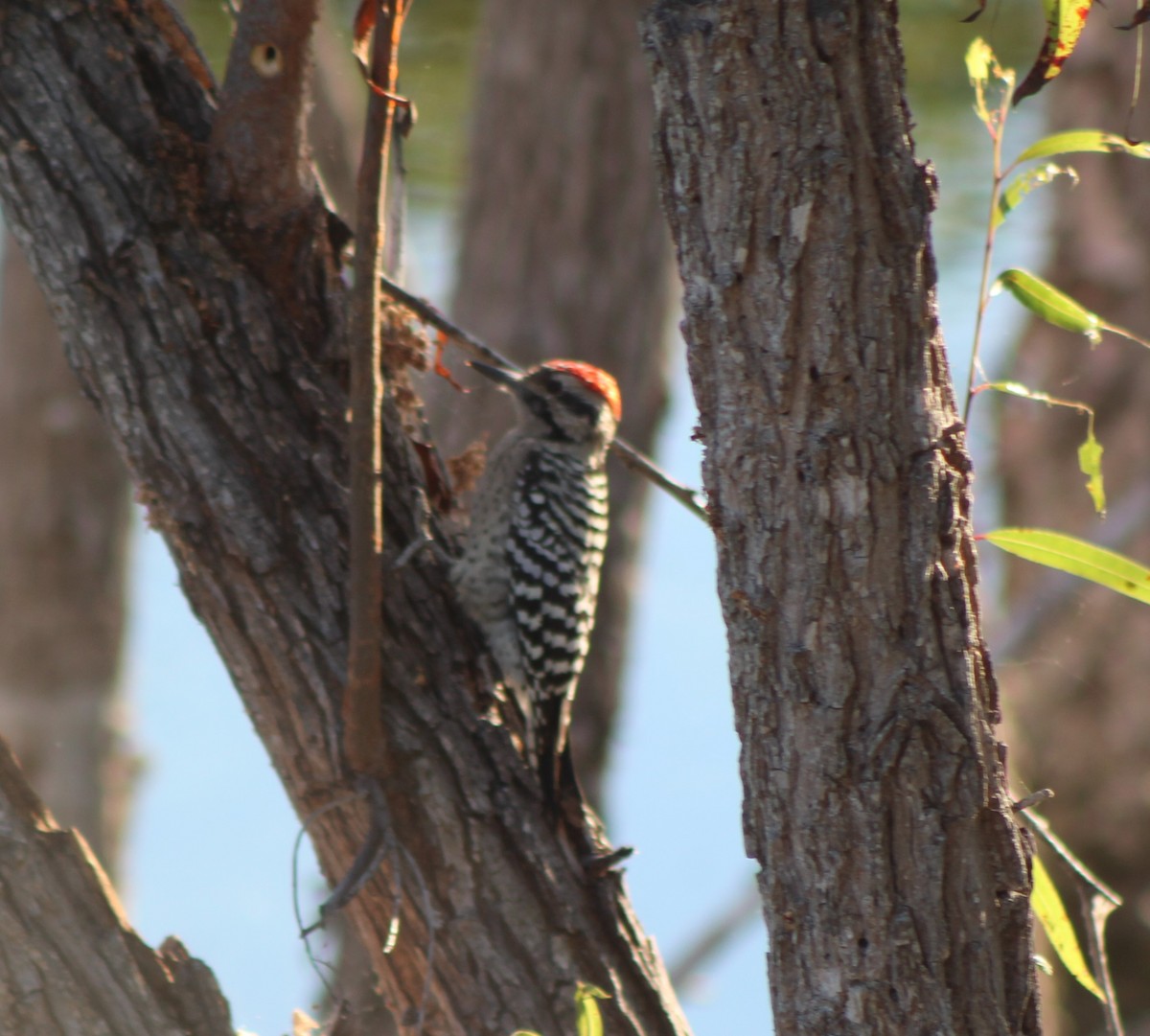 Ladder-backed Woodpecker - ML642788967