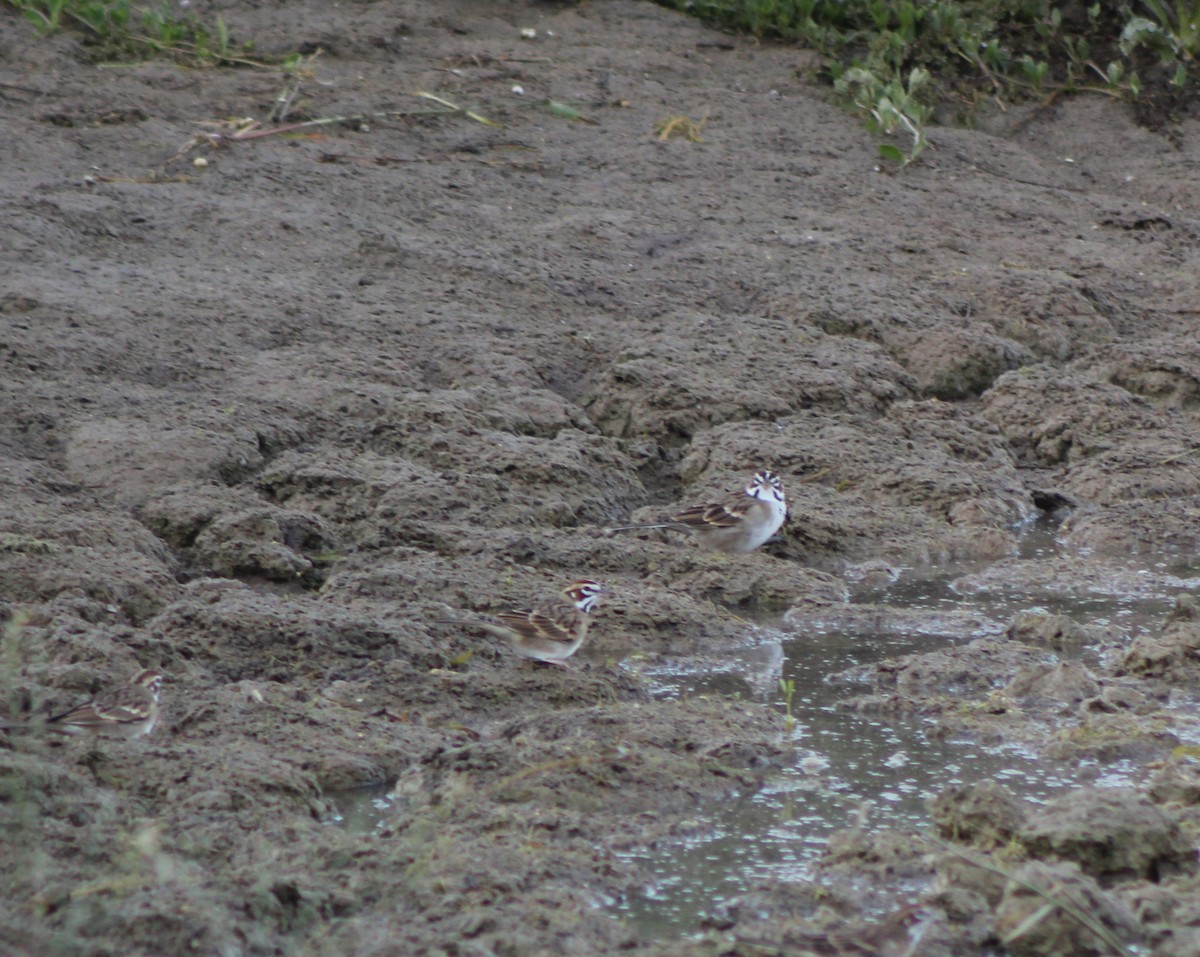 Lark Sparrow - ML642788988