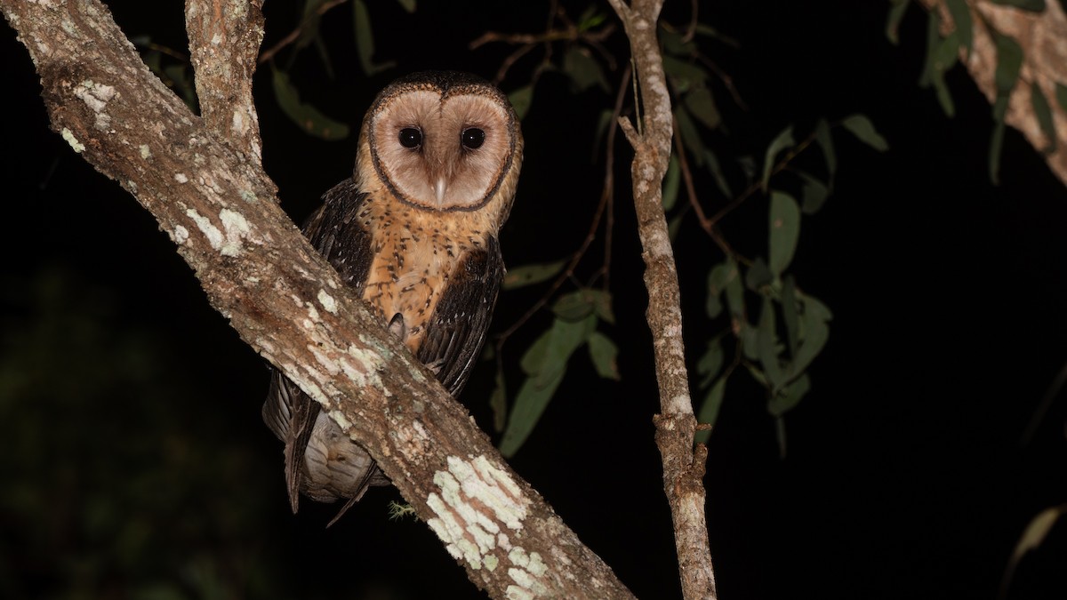 Australian Masked-Owl - ML642788989
