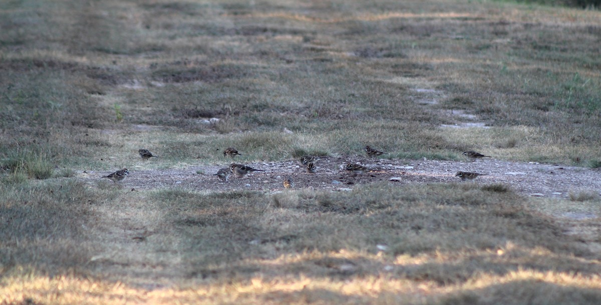 Lark Sparrow - ML642788996