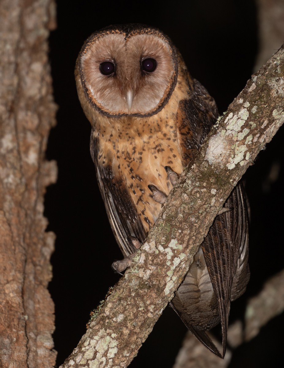 Australian Masked-Owl - ML642788998