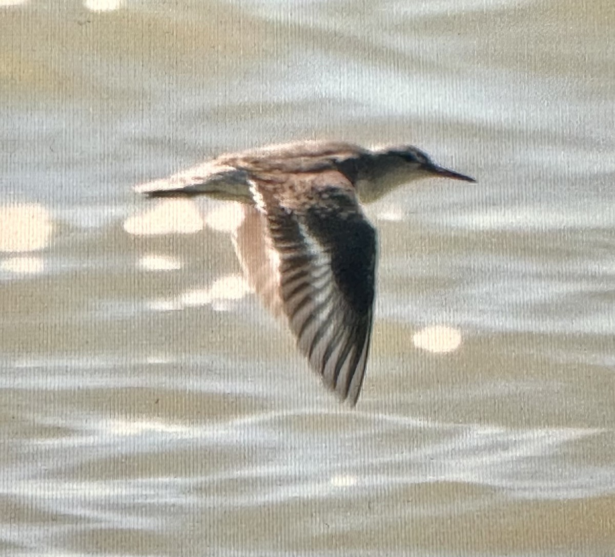 Spotted Sandpiper - ML642789034