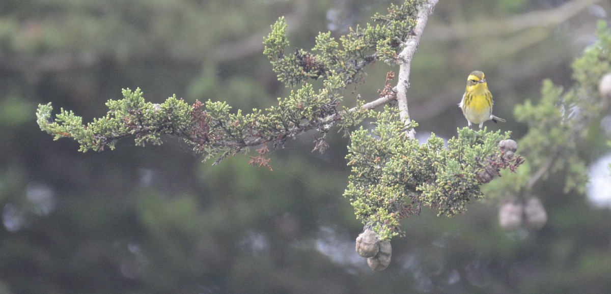 Townsend's Warbler - ML642789042