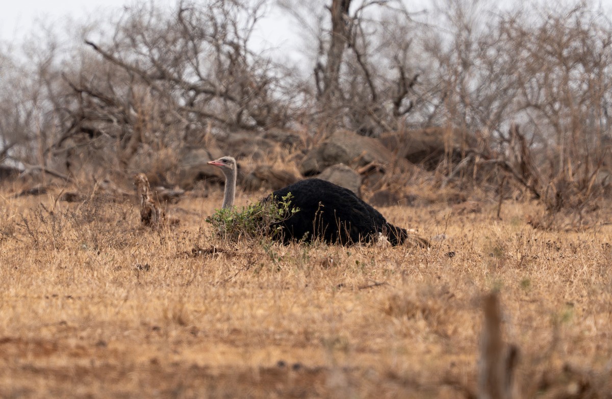 Common Ostrich - ML642789044