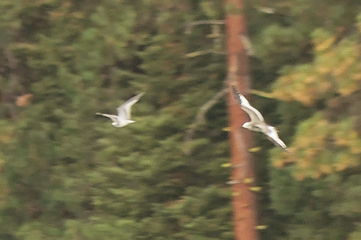 Sabine's Gull - ML642789048