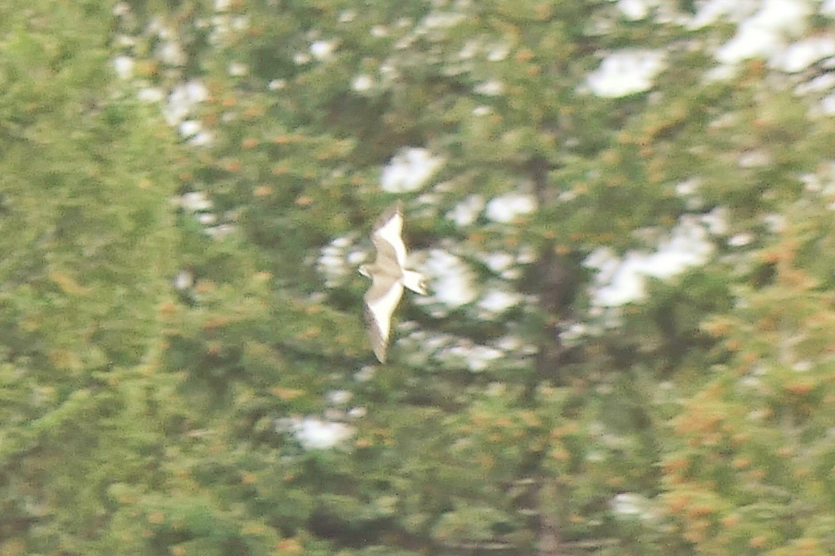 Sabine's Gull - ML642789049