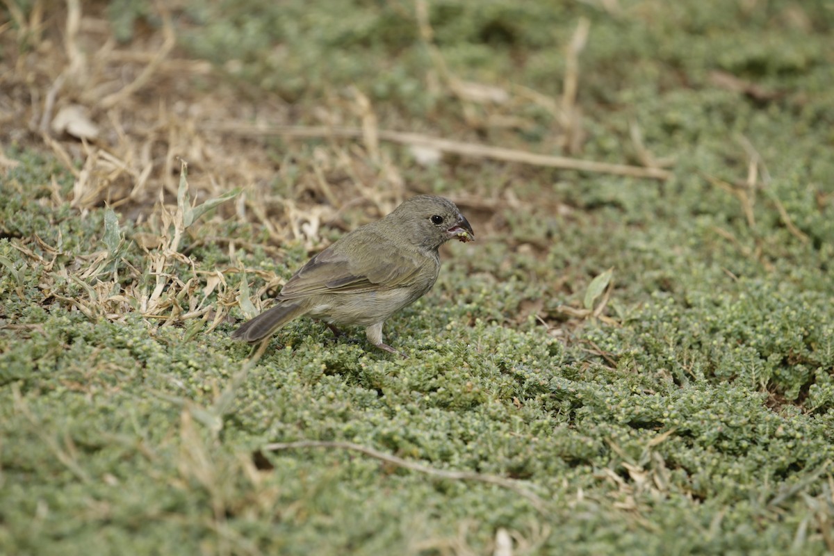 Black-faced Grassquit - ML642789053