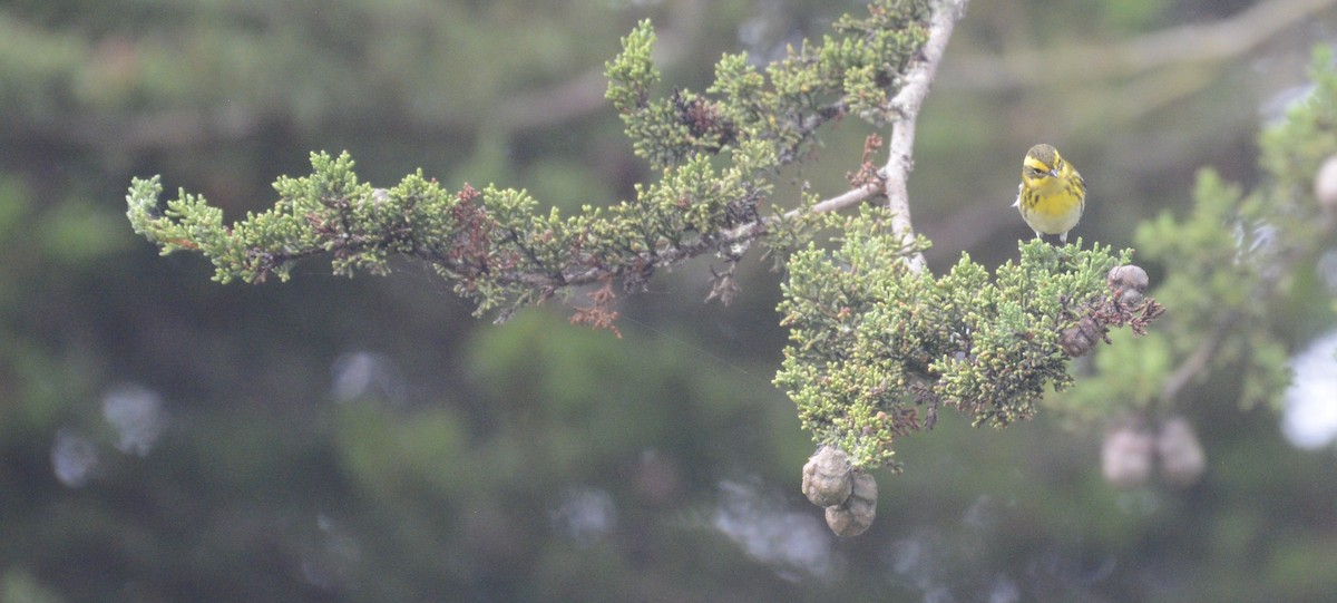 Townsend's Warbler - ML642789054