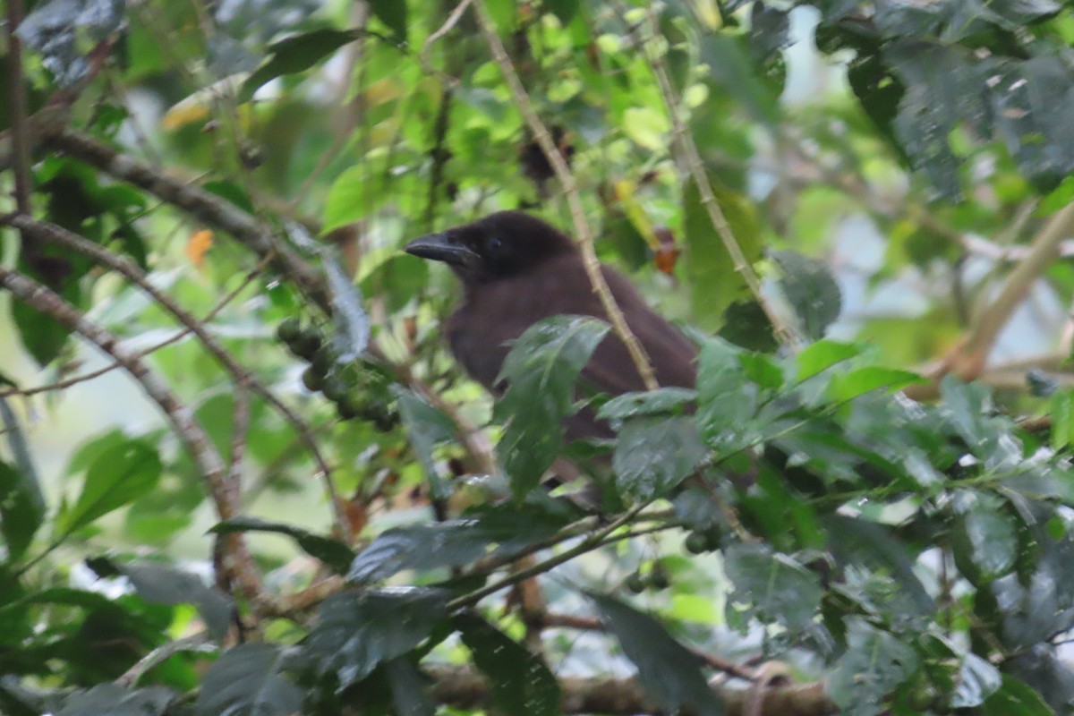 Brown Jay - ML642789059