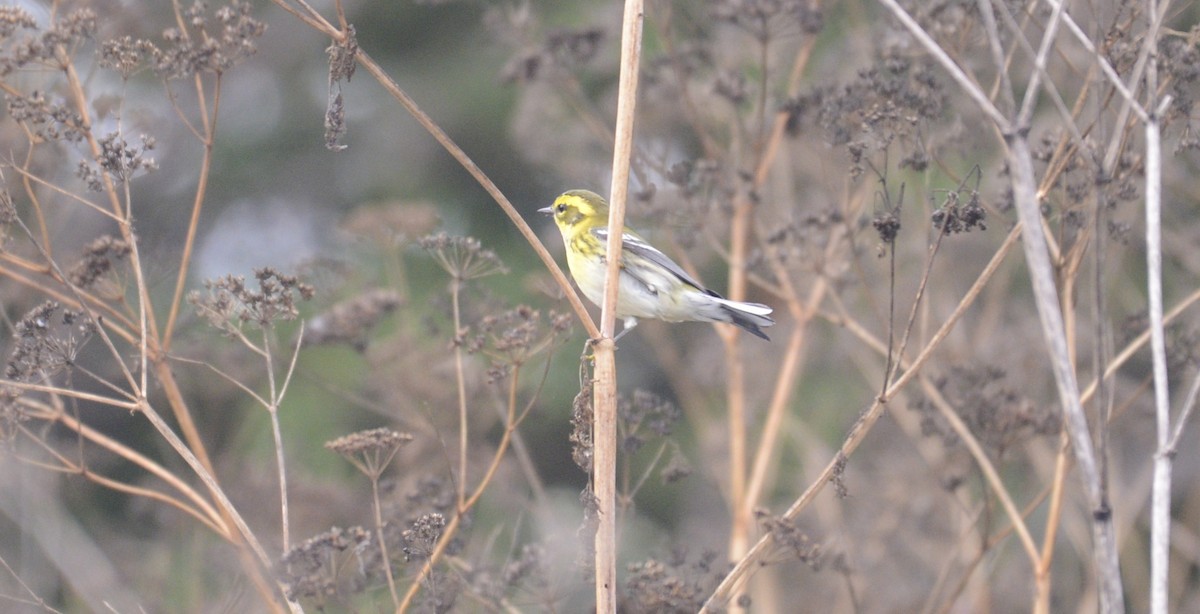 Townsend's Warbler - ML642789064