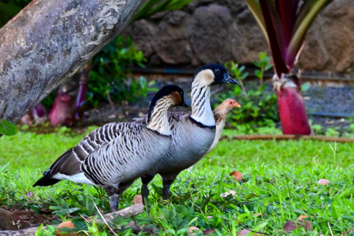Hawaiian Goose - ML642789071