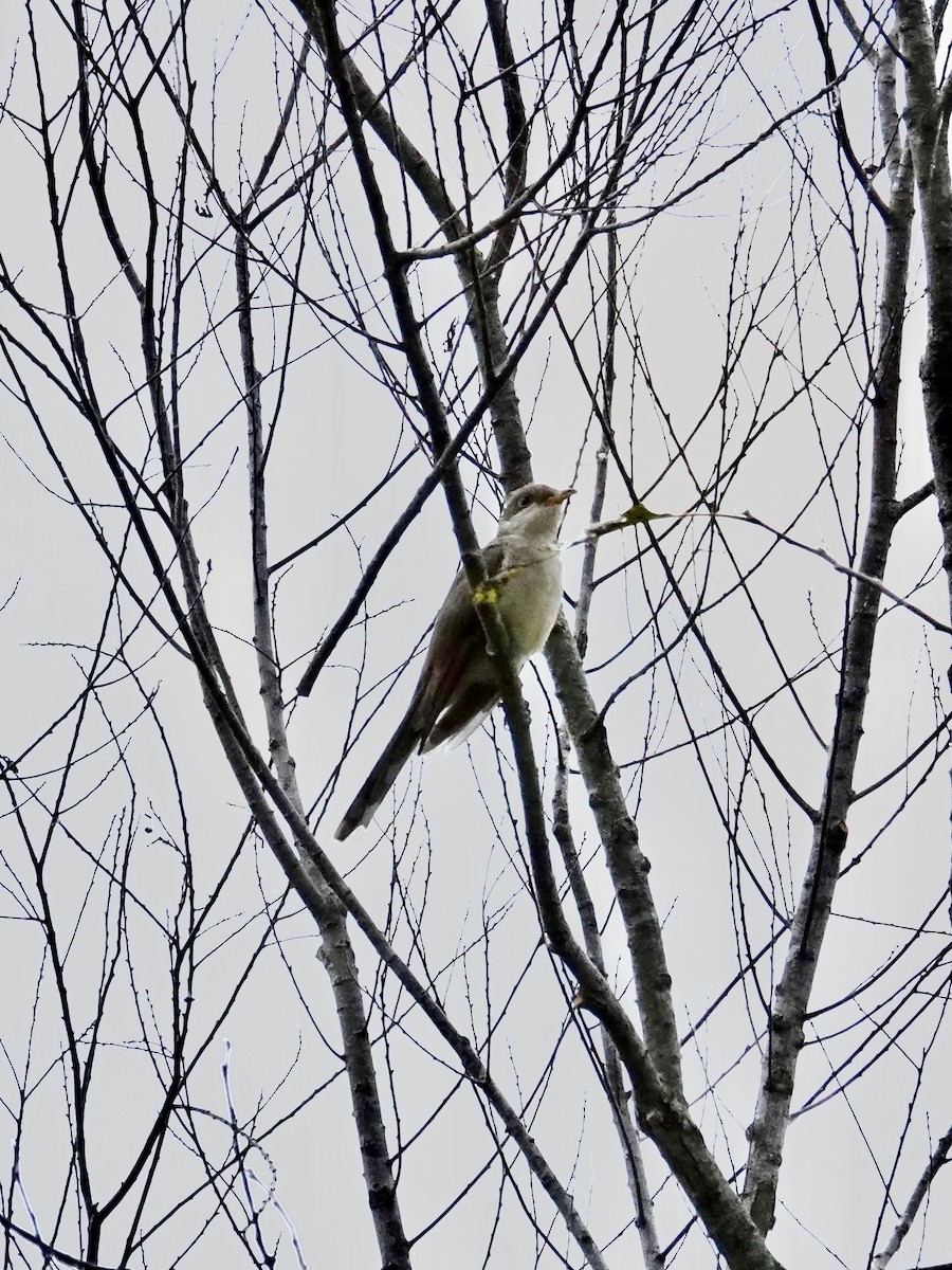 Yellow-billed Cuckoo - ML642789083