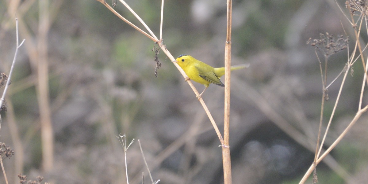 Wilson's Warbler (chryseola) - ML642789084