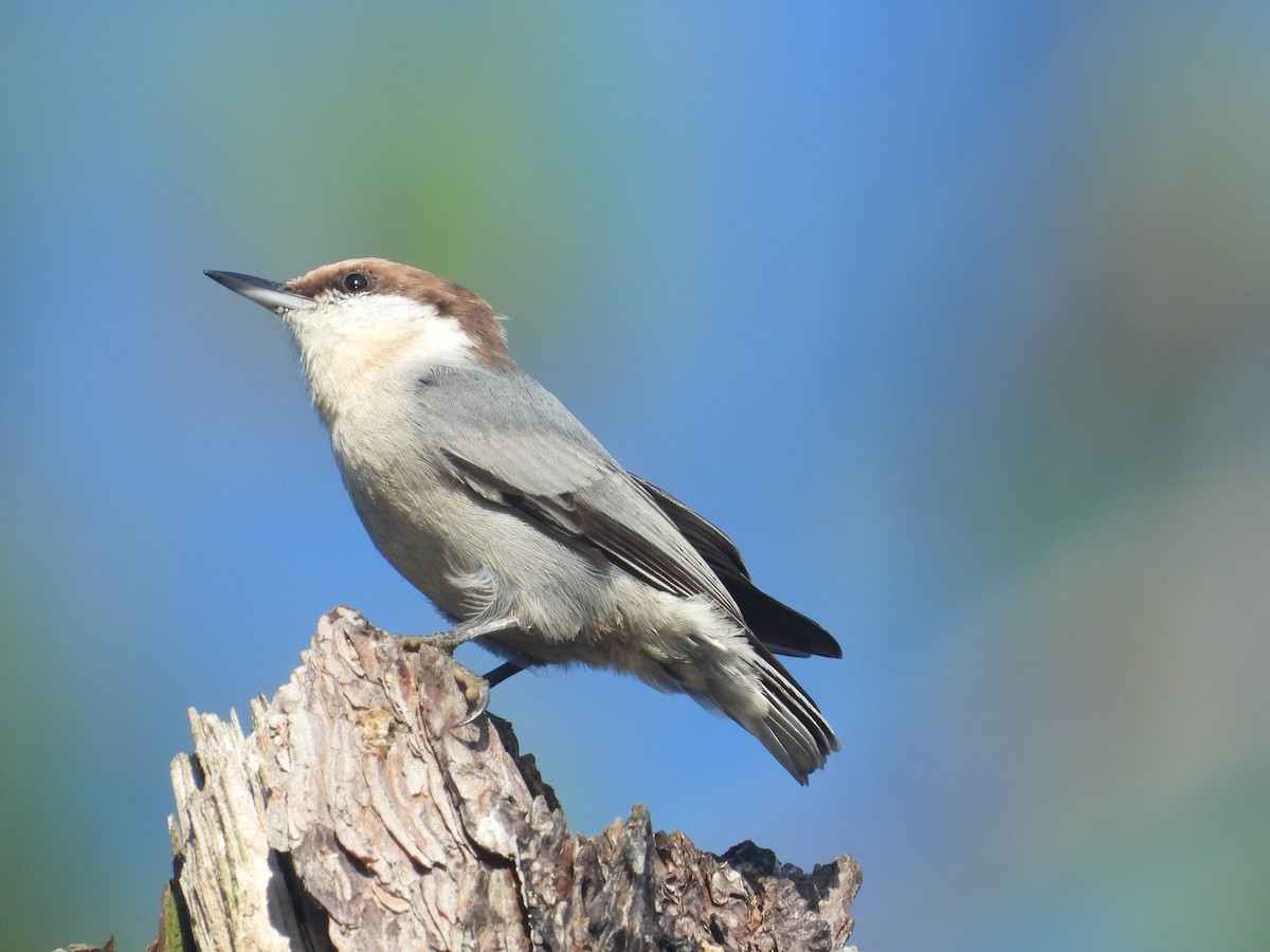 Brown-headed Nuthatch - ML642789105