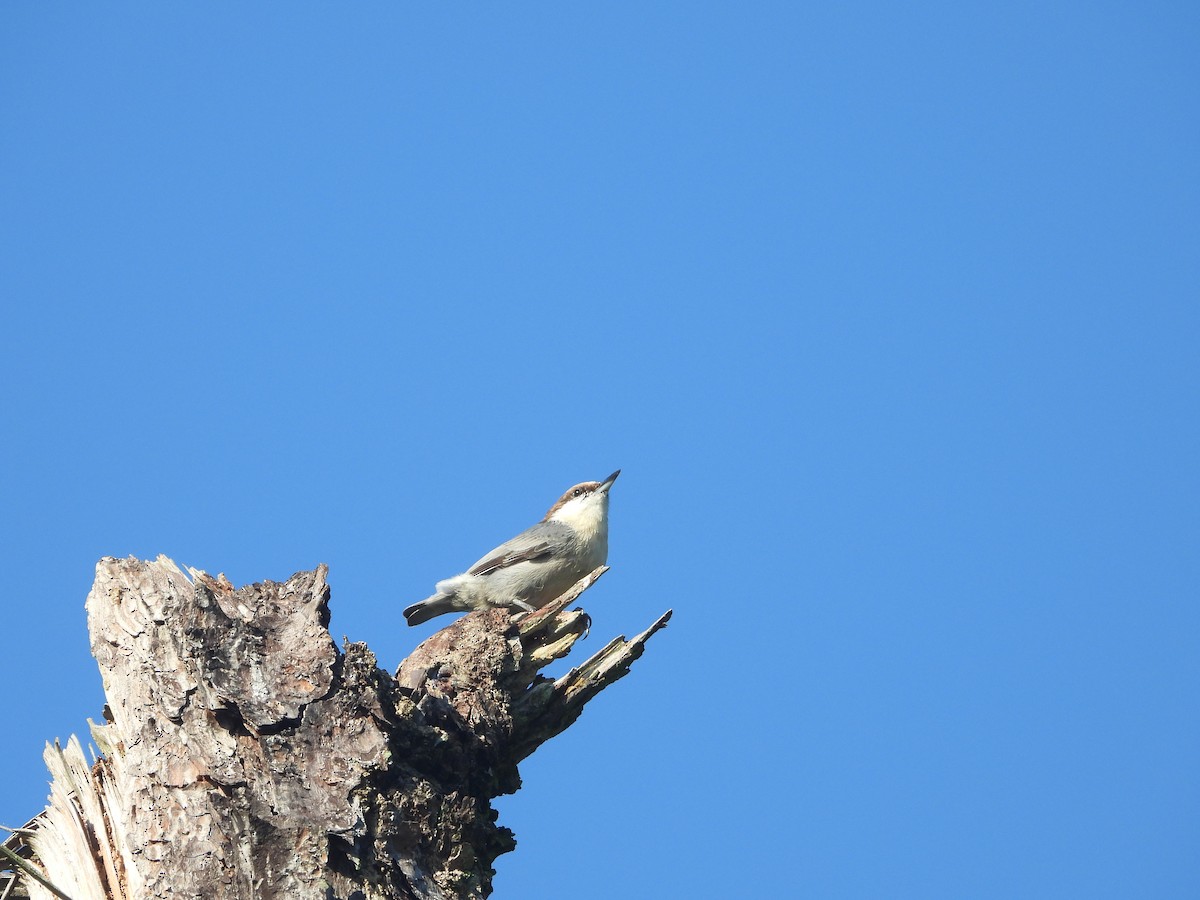 Brown-headed Nuthatch - ML642789106