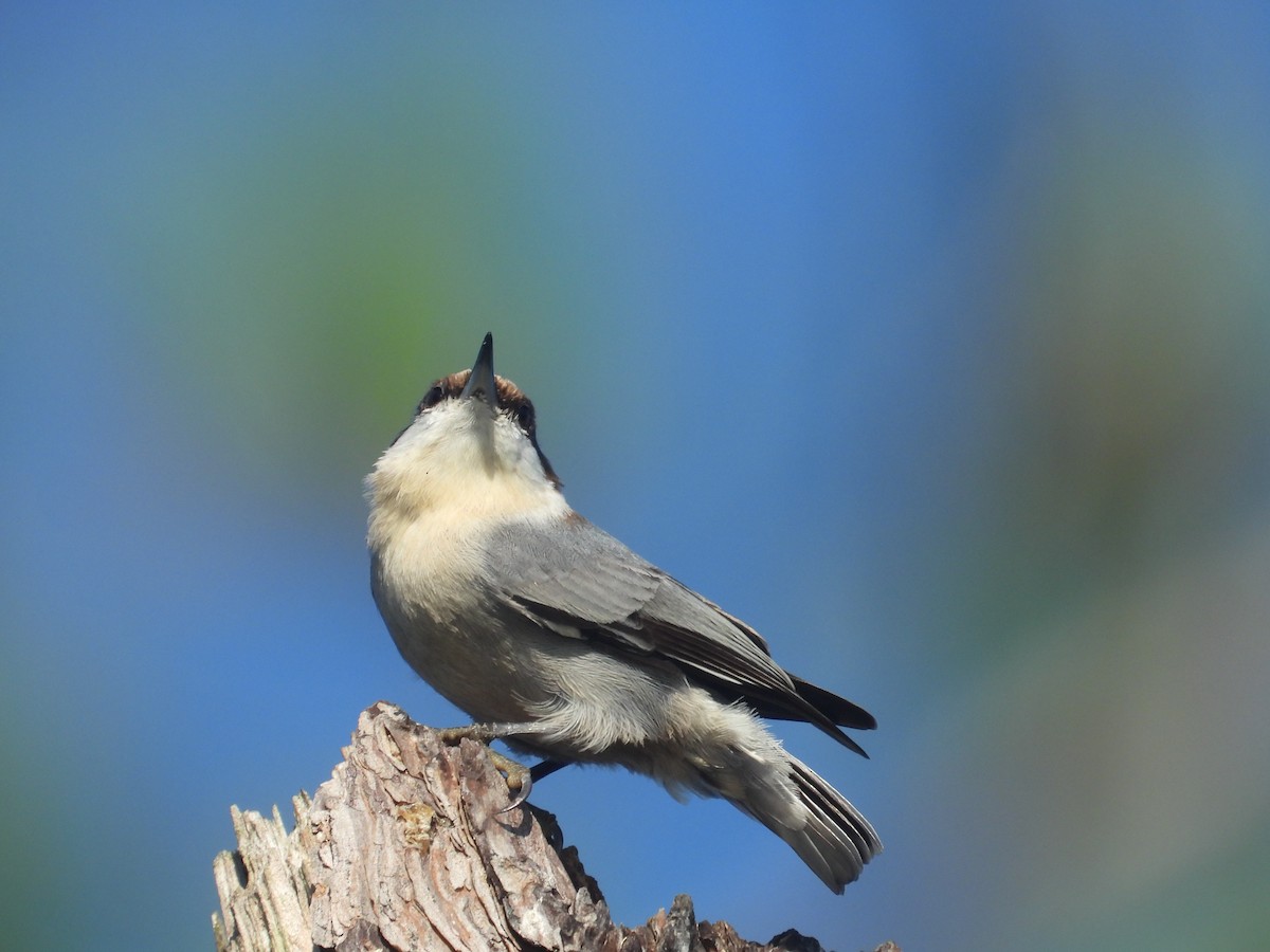Brown-headed Nuthatch - ML642789107