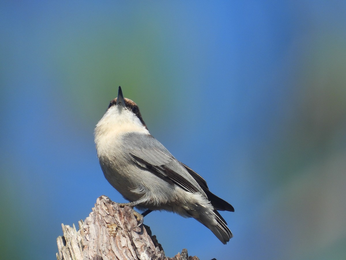 Brown-headed Nuthatch - ML642789108