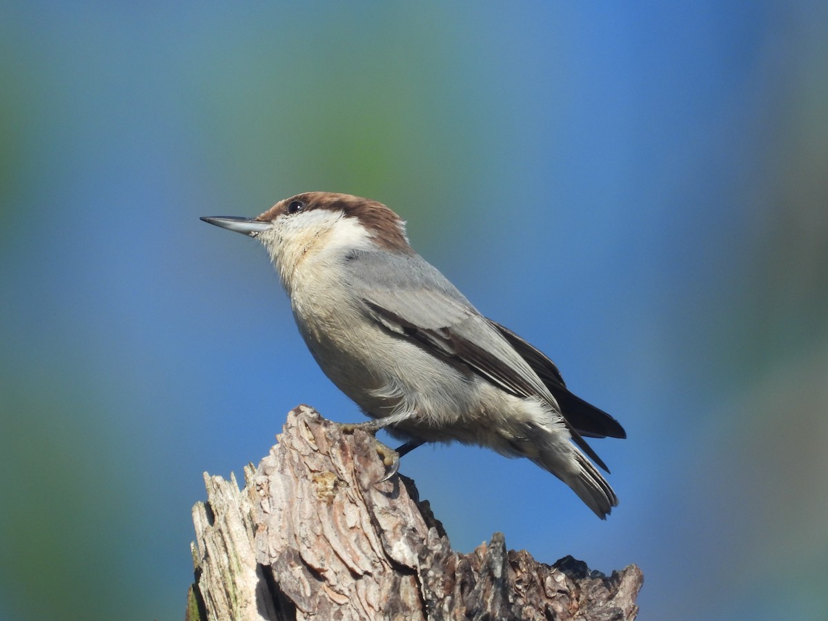 Brown-headed Nuthatch - ML642789109