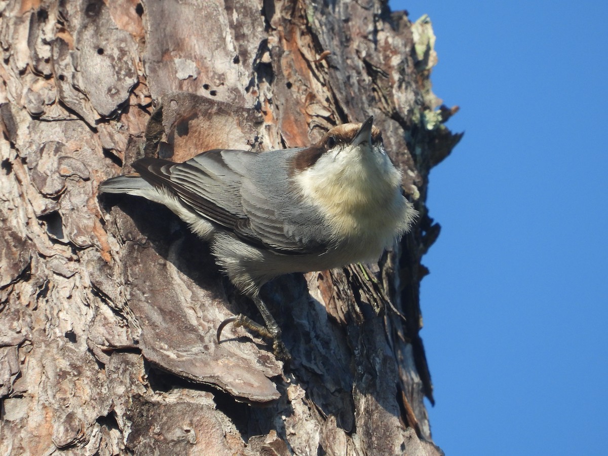 Brown-headed Nuthatch - ML642789110