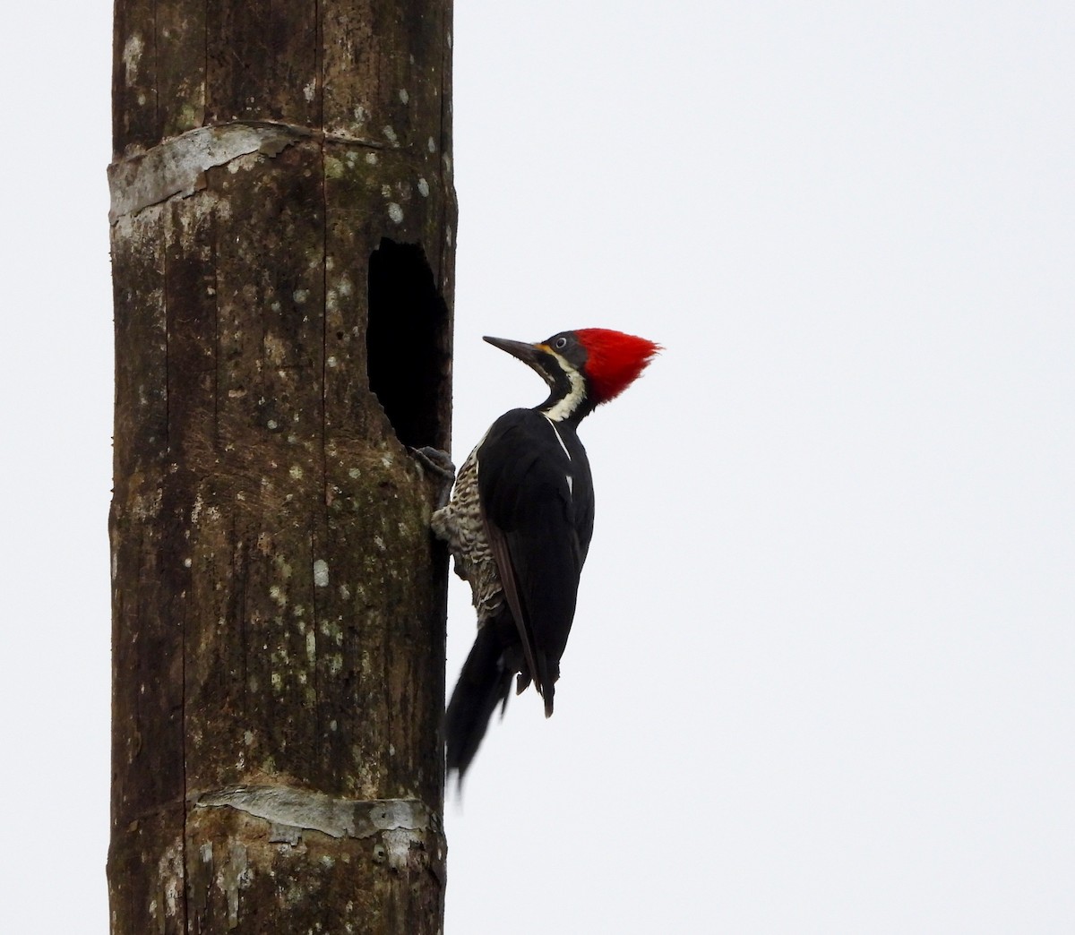 Lineated Woodpecker - ML642789117