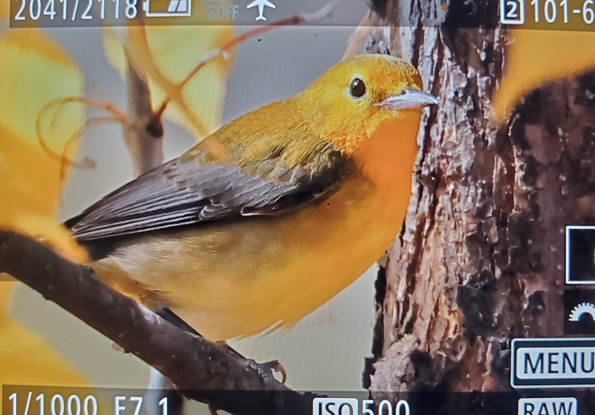 Prothonotary Warbler - ML642789118