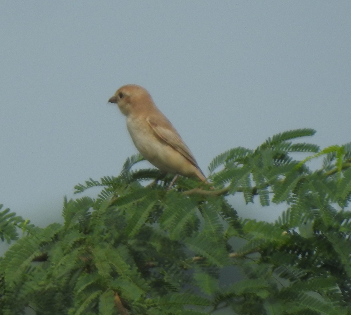 Isabelline Shrike - ML642789120