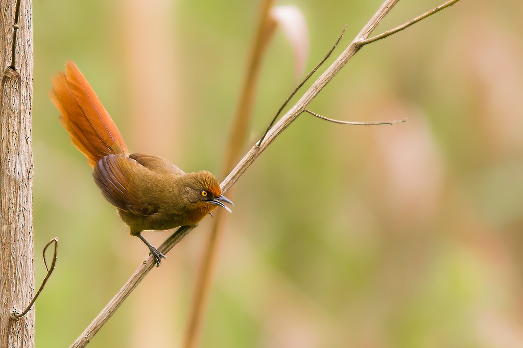 Orange-eyed Thornbird - ML642789123