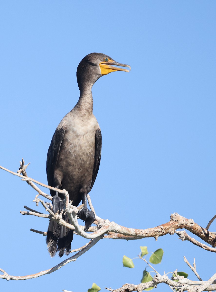 Double-crested Cormorant - ML642789124
