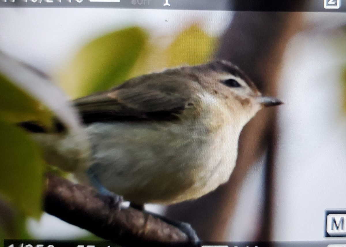 Western Warbling Vireo - ML642789125