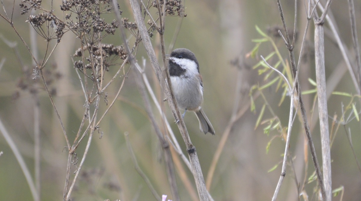 Chestnut-backed Chickadee - ML642789133