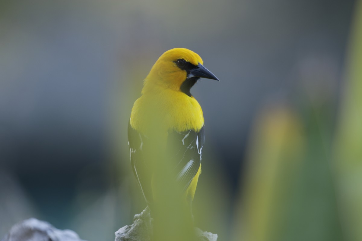Yellow Oriole - ML642789136
