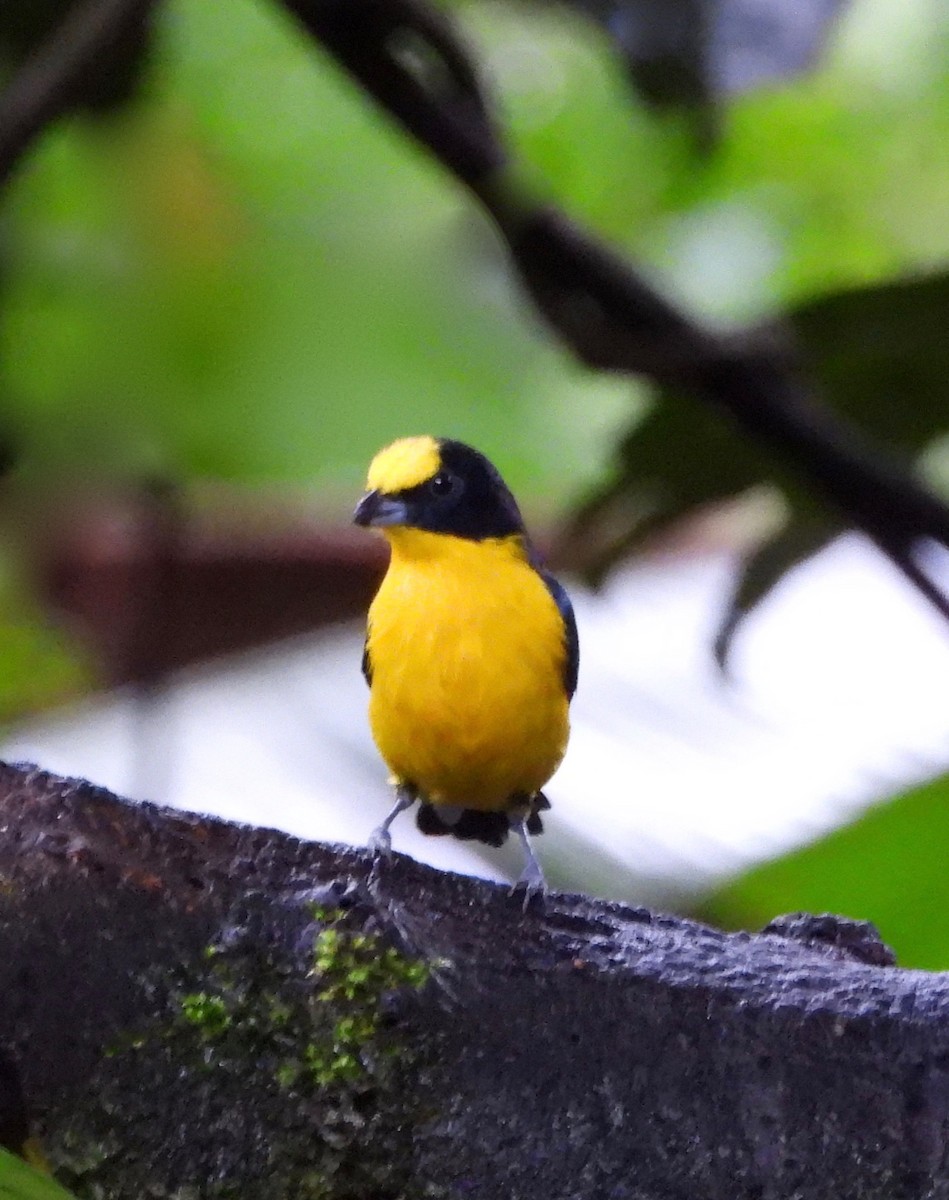 Thick-billed Euphonia - ML642789138