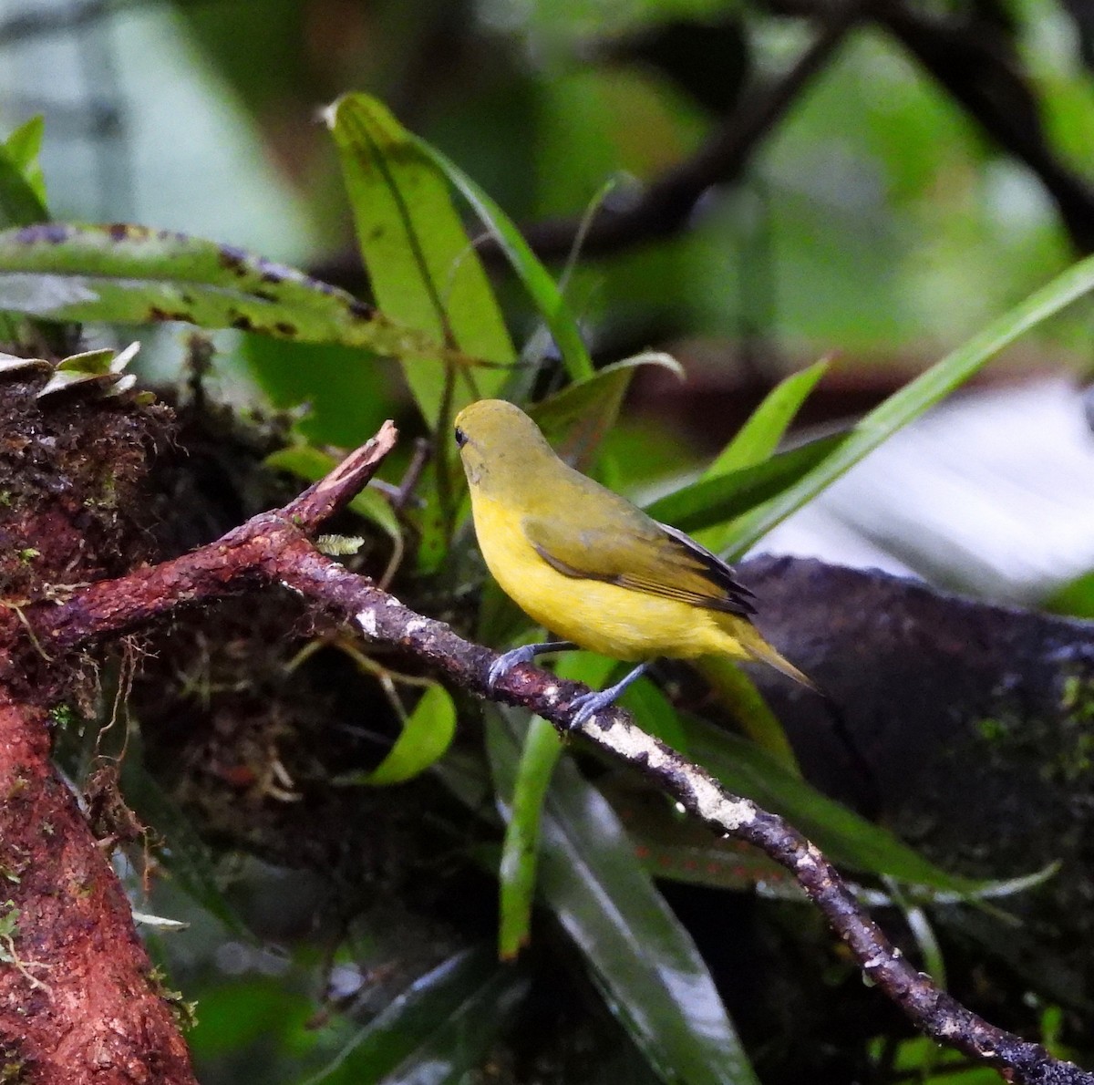 Thick-billed Euphonia - ML642789139