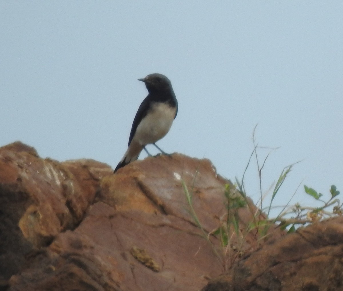 Variable Wheatear - ML642789146