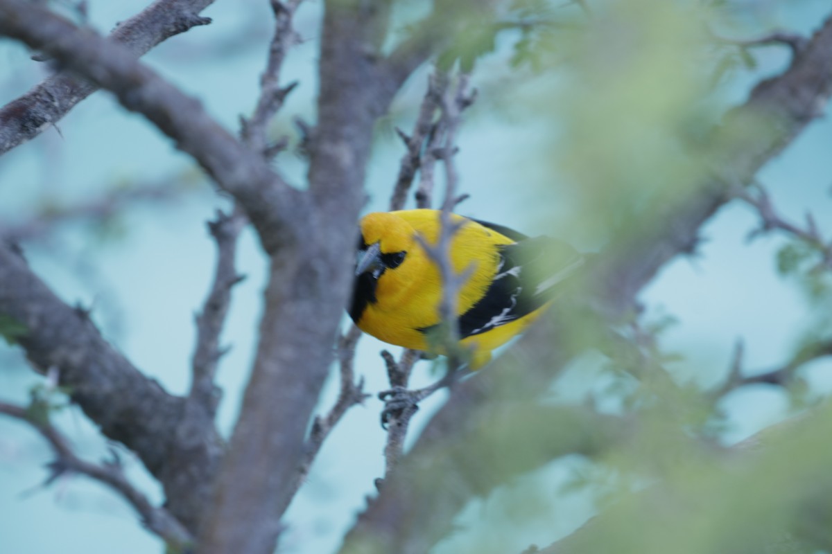 Yellow Oriole - ML642789150