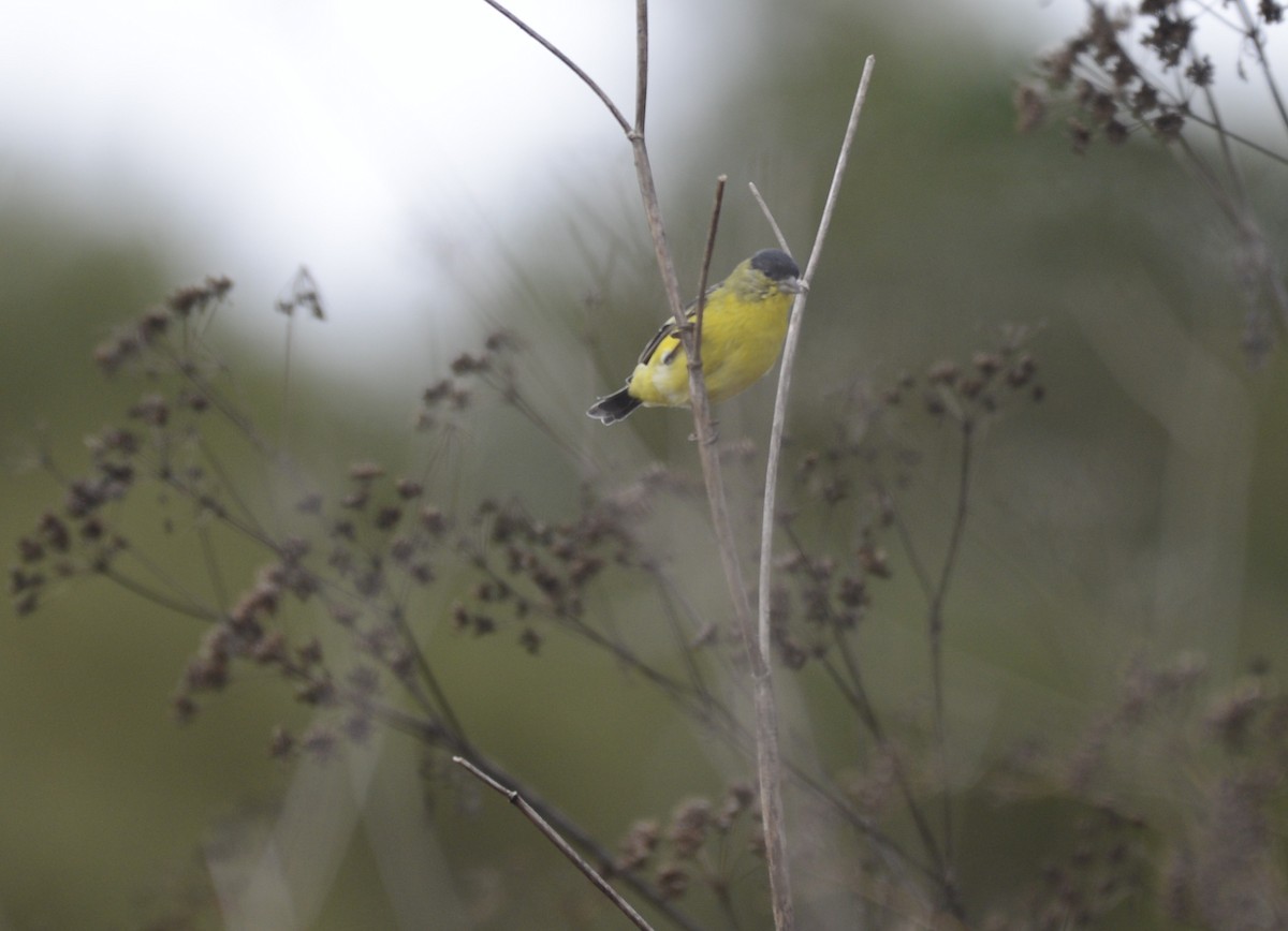 Lesser Goldfinch - ML642789155