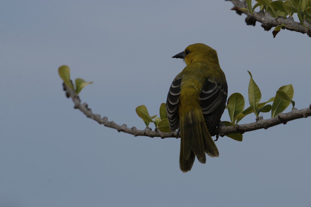 Yellow Oriole - ML642789159