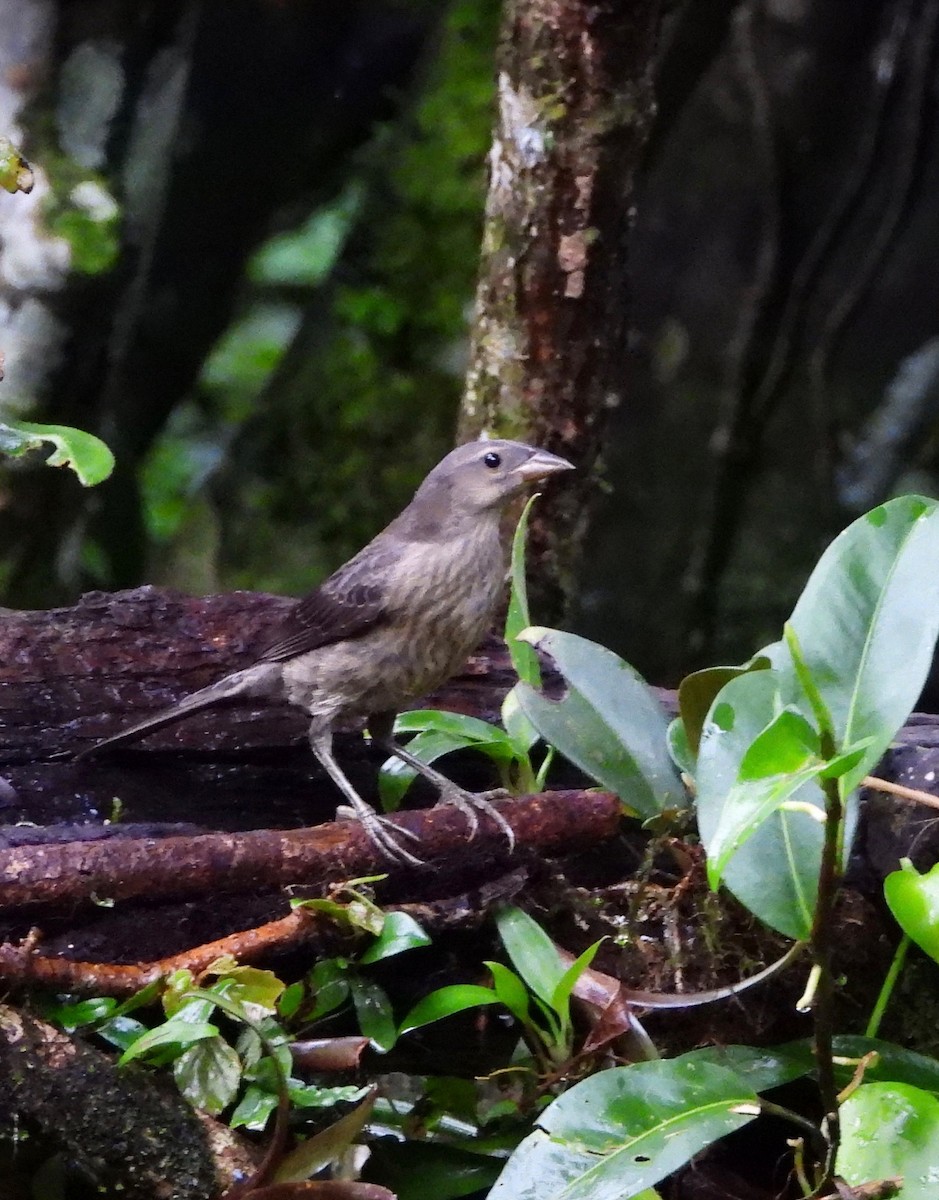 Shiny Cowbird - ML642789161